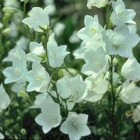 Campanula persicifolia Grand Alba