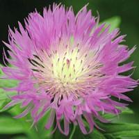 Centaurea dealbata Rose
