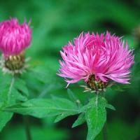 Centaurea dealbata Rose
