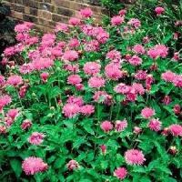Centaurea dealbata Rose