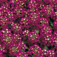 Easter Bonnet Violet Alyssum