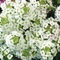 Easter Bonnet White Alyssum