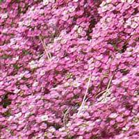 Easter Bonnet Deep Pink Alyssum