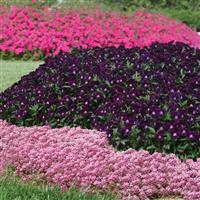 Easter Bonnet Deep Pink Alyssum