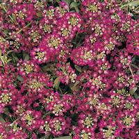 Easter Bonnet Deep Rose Alyssum