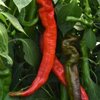 Ristra Cayenne II Pepper