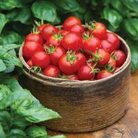 Baby Boomer Tomato
