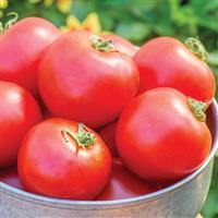 Cloudy Day Tomato