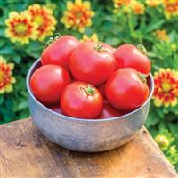 Cloudy Day Tomato
