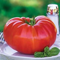 SteakHouse Tomato