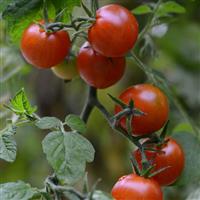 Sweetheart of the Patio Tomato