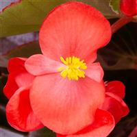 Bionic Red Bronze Leaf Begonia