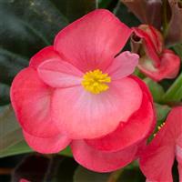 Bionic Rose Bronze Leaf Begonia