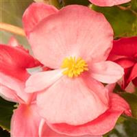 Bionic Pink Green Leaf Begonia