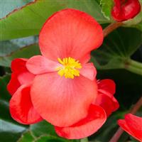 Bionic Red Green Leaf Begonia