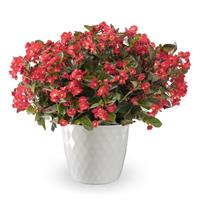 Bionic Red Green Leaf Begonia