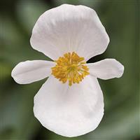 Bowler White Bronze Leaf Begonia