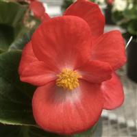 Tophat Scarlet Green Leaf Begonia