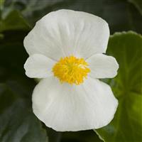 Tophat White Green Leaf Begonia