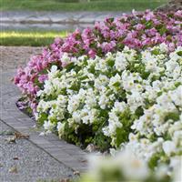 Tophat White Green Leaf Begonia