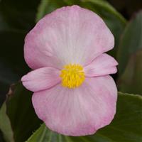 Tophat Pink Green Leaf Begonia