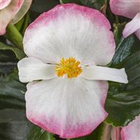 Tophat Rose Bicolor Green Leaf Begonia