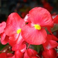 Viking Explorer Red on Green Begonia