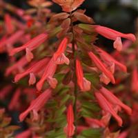 Skyscraper™ Orange Salvia