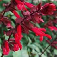 Skyscraper™ Dark Purple Salvia
