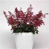 Skyscraper™ Dark Purple Salvia