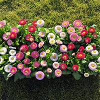 BellaDaisy Mix Bellis