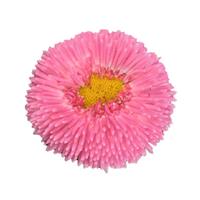 BellaDaisy Pink Bellis