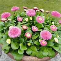 BellaDaisy Pink Bellis