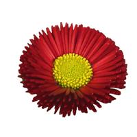 BellaDaisy Red Bellis