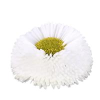 BellaDaisy White Bellis