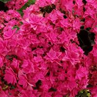 Francy Pink Hydrangea