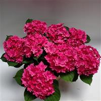 Francy Pink Hydrangea