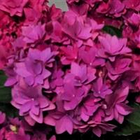 Francy Purple Hydrangea
