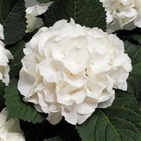 Hydrangea Ice Boy