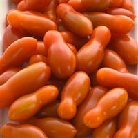 Gold Dipper Tomato