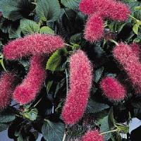 Firetail Chenille