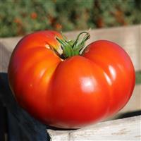 Better Boy Plus Tomato