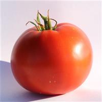 Big Beef Plus Tomato