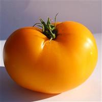 Lemon Boy Plus Tomato
