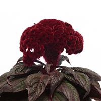 Dracula Celosia