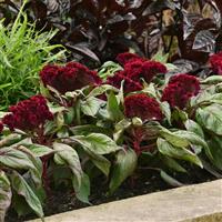 Dracula Celosia