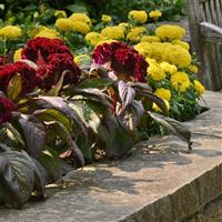 Dracula Celosia