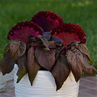 Dracula Celosia