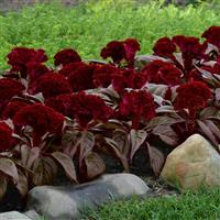 Dracula Celosia