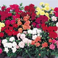 Lillipot Mix Carnation